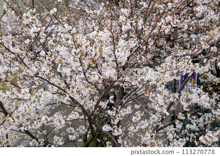 Flower Michi Flower Michi 113270778