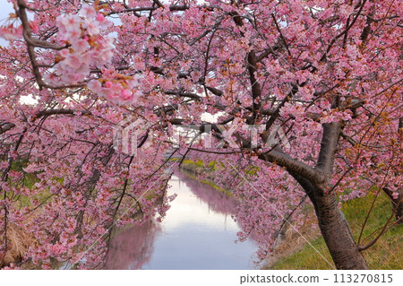 Washimiya, Kuki City, Saitama Prefecture - A view of the Kawazu cherry blossom trees in full bloom along the Aogehori River and their reflections on the river surface 113270815