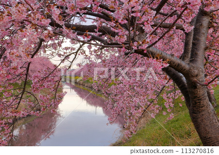 Washimiya, Kuki City, Saitama Prefecture - A view of the Kawazu cherry blossom trees in full bloom along the Aogehori River and their reflections on the river surface Washimiya, Kuki City, Saitama Prefecture - A view of the Kawazu cherry blossom trees in full bloom along the Aogehori River and their reflections on the river surface 113270816