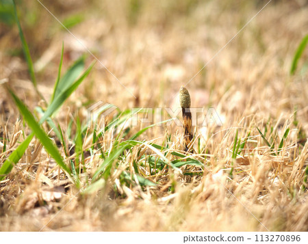 Spring horns 113270896