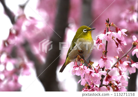 Plum and mezzo Plum and mezzo 113271158