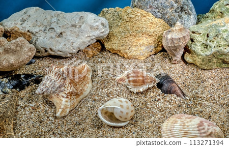 Small different seashells underwater 113271394