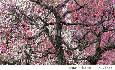 Red and white plum blossoms in full bloom create a festive atmosphere Red and white plum blossoms in full bloom create a festive atmosphere 113271553