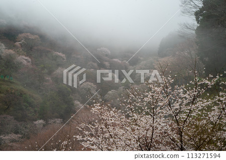 Yoshino cherry blossoms in the mist Yoshino cherry blossoms in the mist 113271594