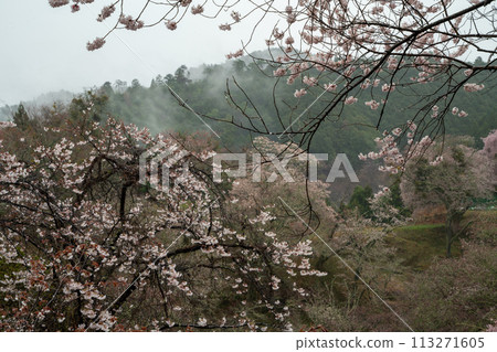 Yoshino cherry blossoms in the mist 113271605