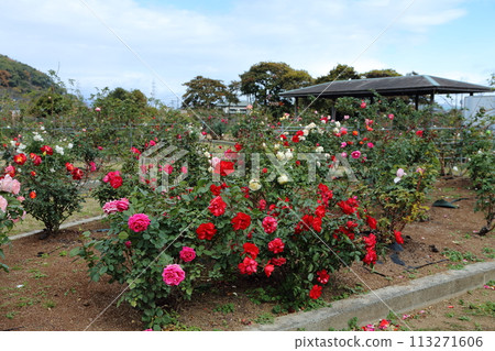 Arao City Ominous Citizen Flower Bed Rose Flower, 113271606