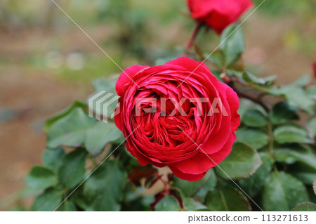 荒尾市少女公民花壇玫瑰花， 113271613
