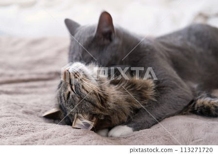 Adorable video with tender moments of interaction between two gray striped cats. 2 feline groom each other's paws, faces, and cuddle. Warmth and coziness of family bonds. Friendship our beloved pets 113271720