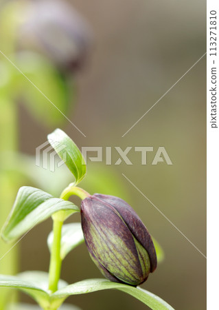 Black lily buds (natural light + strobe, macro close-up) 113271810