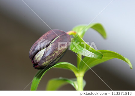 Black lily buds (natural light + strobe, macro close-up) 113271813