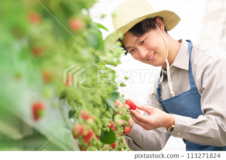 A young farmer harvesting strawberries in a greenhouse A young farmer harvesting strawberries in a greenhouse 113271824
