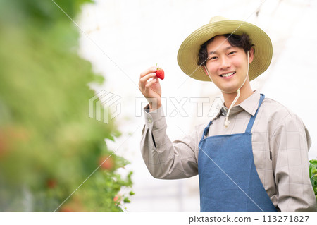 A young farmer looking at strawberries in a greenhouse A young farmer looking at strawberries in a greenhouse 113271827