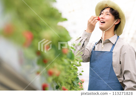 A young farmer tasting strawberries harvested in a greenhouse 113271828