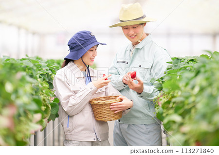 年輕男女在溫室裡採草莓 113271840