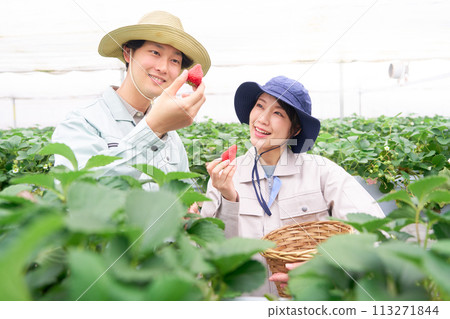 年輕男女手裡拿著收穫的草莓微笑 113271844