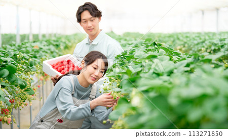 Young men and women harvesting strawberries in a greenhouse 113271850