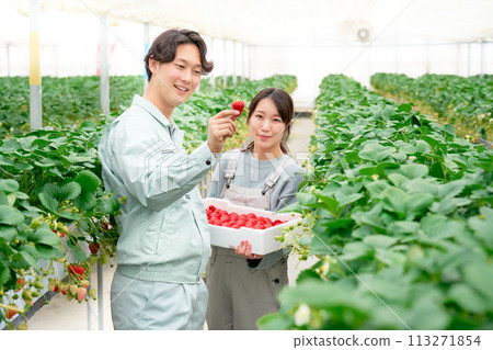 Young men and women smiling while holding harvested strawberries in their hands 113271854