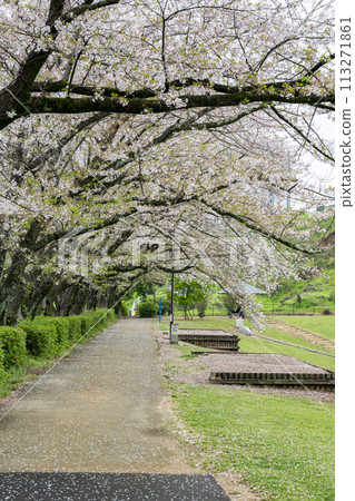 櫻花盛開的妙泉寺公園 113271861