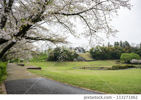 櫻花盛開的妙泉寺公園 櫻花盛開的妙泉寺公園 113271862