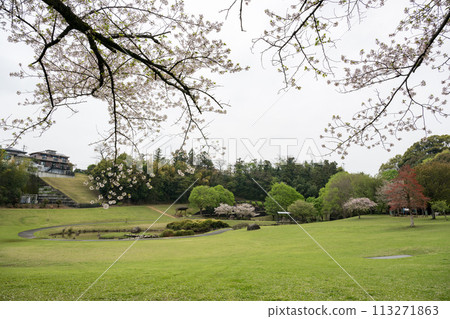 櫻花盛開的妙泉寺公園 櫻花盛開的妙泉寺公園 113271863