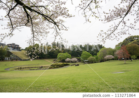 櫻花盛開的妙泉寺公園 櫻花盛開的妙泉寺公園 113271864