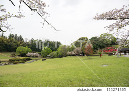 櫻花盛開的妙泉寺公園 櫻花盛開的妙泉寺公園 113271865