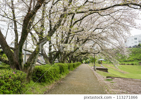 櫻花盛開的妙泉寺公園 113271866