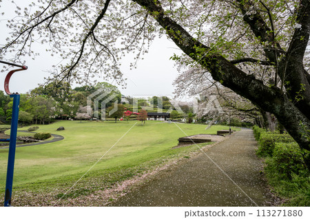 櫻花盛開的妙泉寺公園 113271880