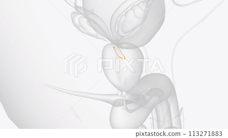 The ejaculatory ducts (ductus ejaculatorii) are paired structures in male reproductive system 113271883