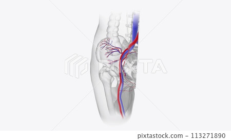 The cardiovascular system consists of the heart, arteries, veins, and capillaries 113271890