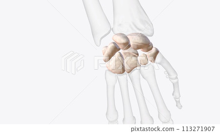 Carpal bones of right hand and wrist 113271907