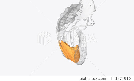 Anal Canal Anatomy of Fat Anal Canal Anatomy of Fat 113271910