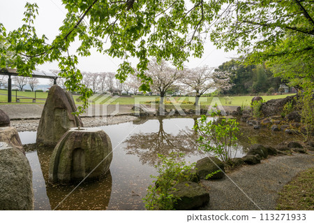 Cherry blossoms in bloom at Myosenji Park 113271933