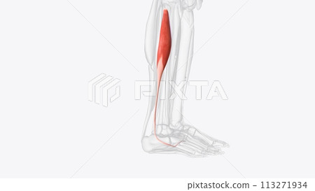 In human anatomy, the fibularis longus is a superficial muscle in the lateral compartment of the leg 113271934