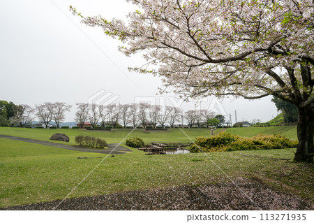 櫻花盛開的妙泉寺公園 113271935