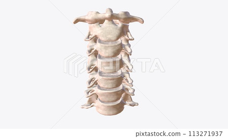The cervical spine (neck region) consists of seven bones (C1-C7 vertebrae), which are separated from one another by intervertebral discs The cervical spine (neck region) consists of seven bones (C1-C7 vertebrae), which are separated from one another by intervertebral discs 113271937