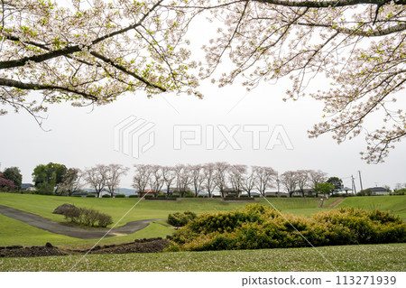 櫻花盛開的妙泉寺公園 櫻花盛開的妙泉寺公園 113271939