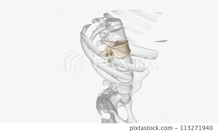 The L2 vertebra is the second uppermost of the five (5) lumbar vertebrae toward the lower end of the spinal column, The L2 vertebra is the second uppermost of the five (5) lumbar vertebrae toward the lower end of the spinal column, 113271940