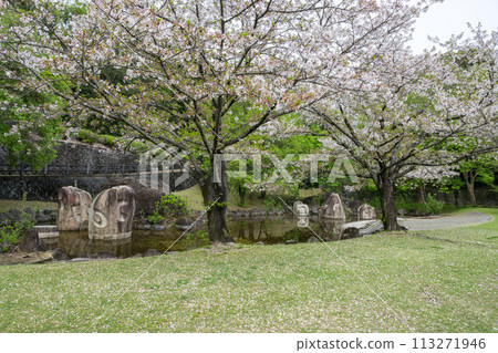 櫻花盛開的妙泉寺公園 113271946