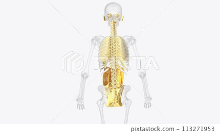 The axial connective tissue system 113271953