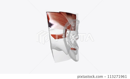 Ear Coronal Cross Section of Muscular system 113271961
