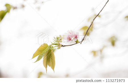 櫻花盛開的妙泉寺公園 113271973