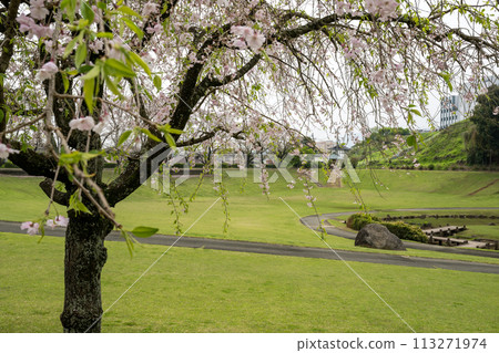 櫻花盛開的妙泉寺公園 113271974