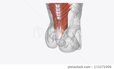 The muscles in the back are the trapezius, rhomboids, latissimus dorsi, erector spinae, multifidus, and quadratus lumborum 113272009