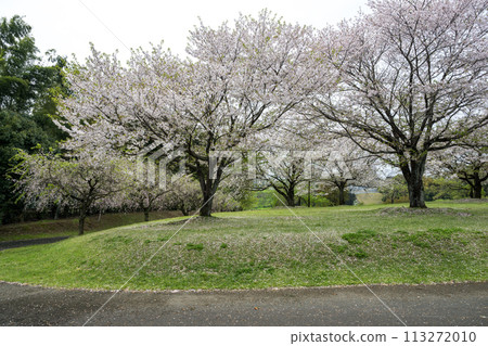 櫻花盛開的妙泉寺公園 櫻花盛開的妙泉寺公園 113272010