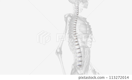 The intervertebral disc (IVD) is important in the normal functioning of the spine 113272014