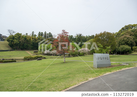 櫻花盛開的妙泉寺公園 櫻花盛開的妙泉寺公園 113272019