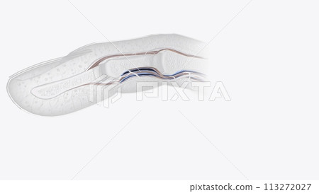 Fingernail Cross Section of Tendons 113272027