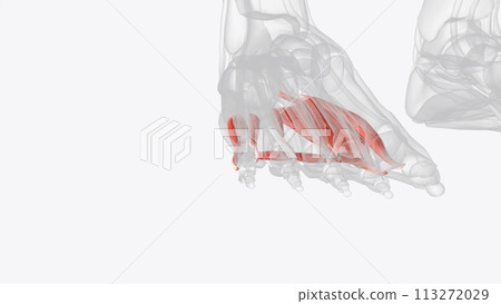 Deep plantar muscles of right foot 113272029