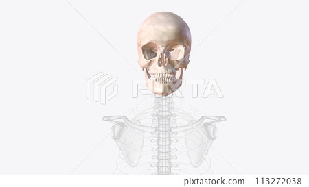 The bones of the skull are 22 bones, organized into a cranial skeleton (8 bones) that surrounds the brain and a facial skeleton (14 bones The bones of the skull are 22 bones, organized into a cranial skeleton (8 bones) that surrounds the brain and a facial skeleton (14 bones 113272038